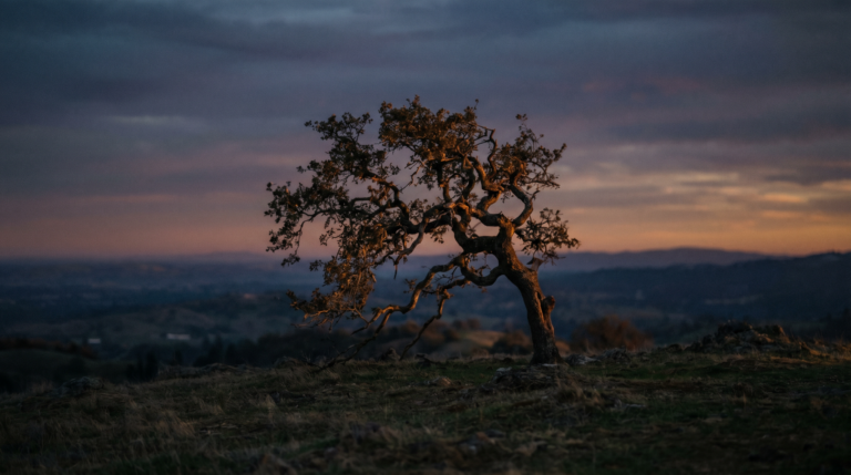 How God Condemned Sin